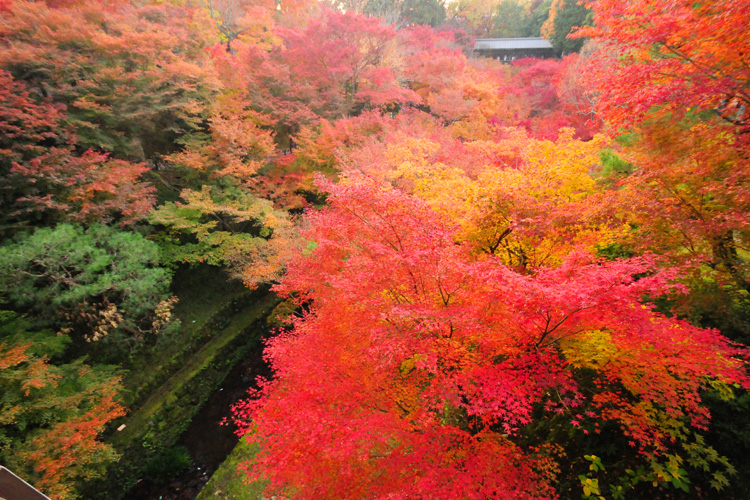 秋の燃える東福寺