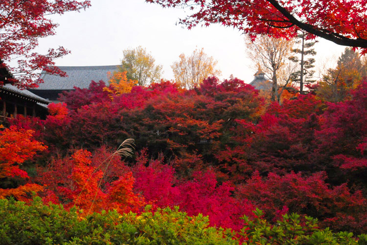 東福寺・紅葉