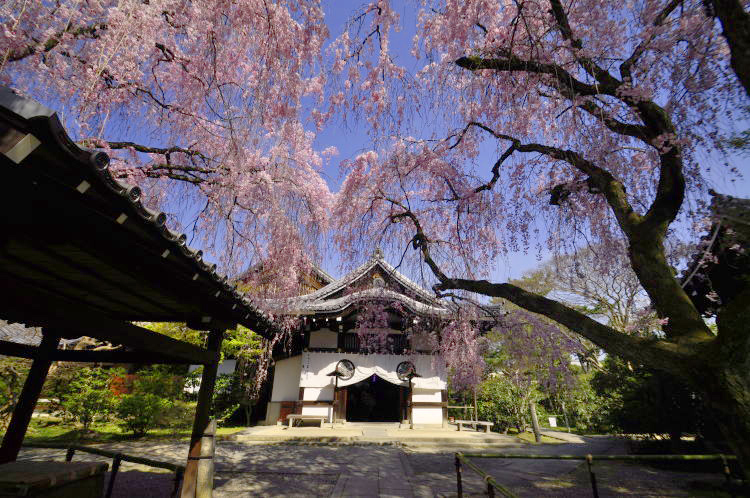 養源院・本堂