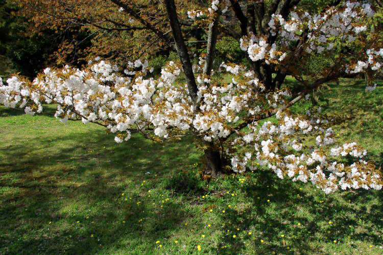 養源院・桜