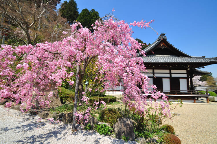 釈迦堂と紅枝垂桜