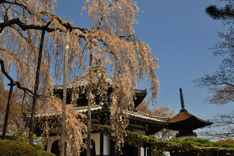 養源院・境内