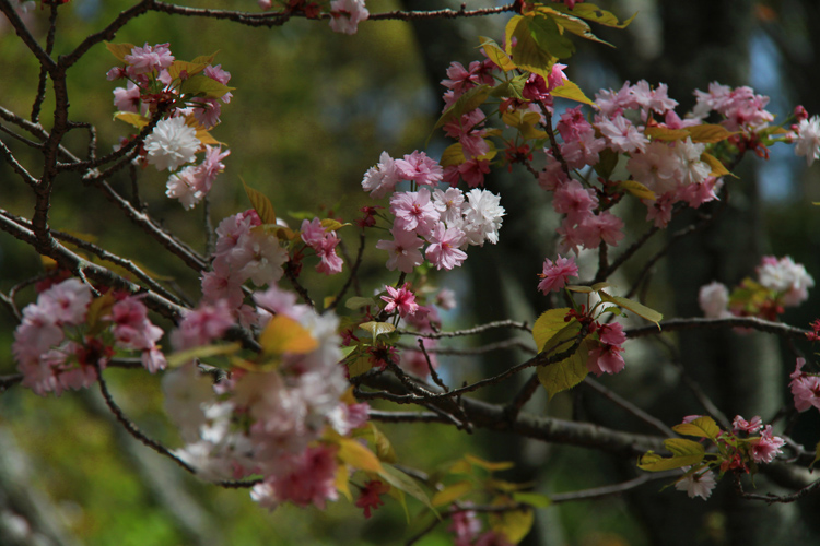 知足院・奈良の八重桜