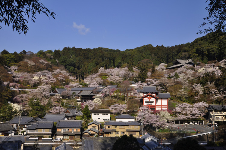 長谷寺