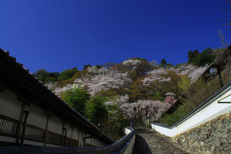 長谷寺・桜の季節の頃