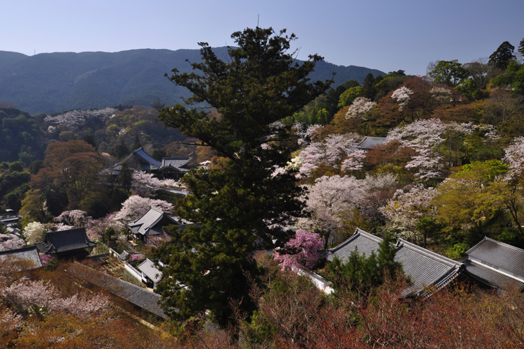 長谷寺・本堂から見える風景