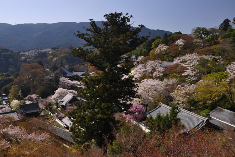 長谷寺・舞台からの景色(春)