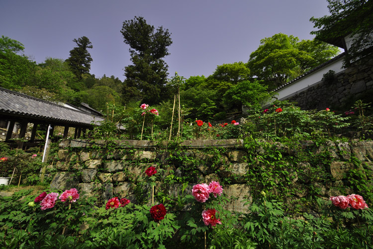 長谷寺・牡丹