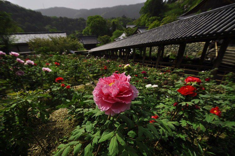 長谷寺・牡丹