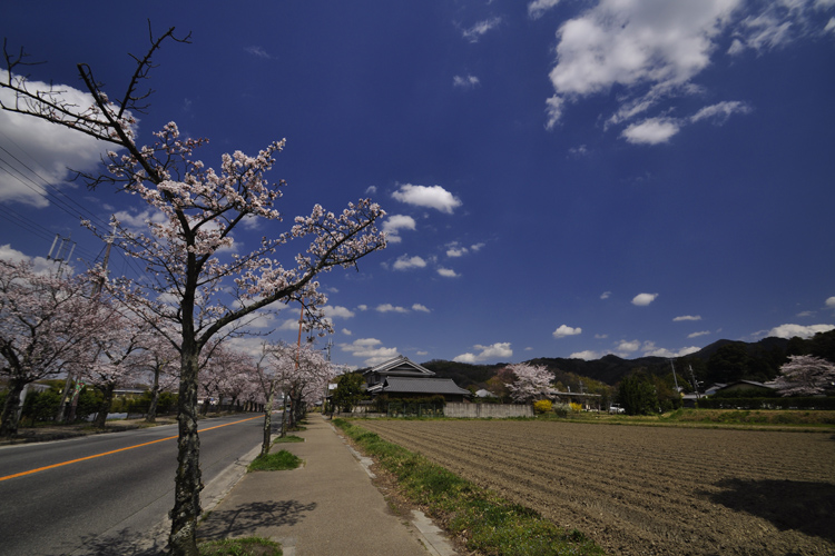 石上神宮の外の風景