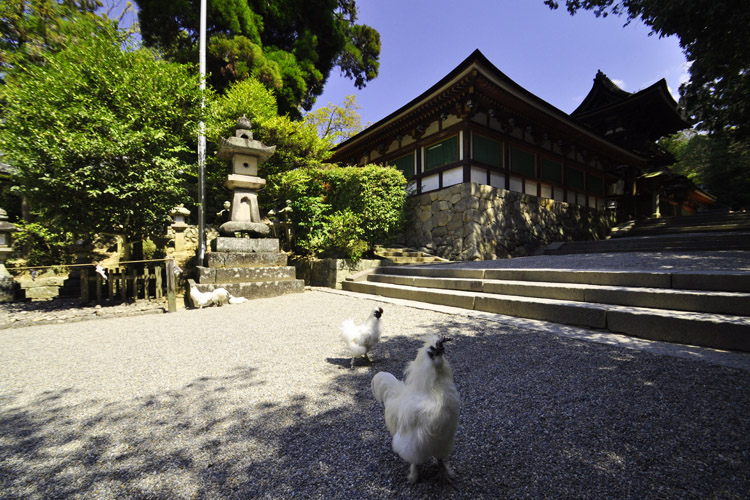 石上神宮・境内