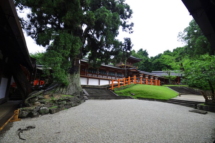 春日大社・社頭の大杉、中門、御廊