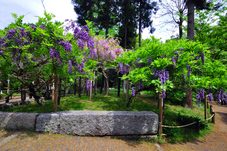 春日大社神苑・藤園