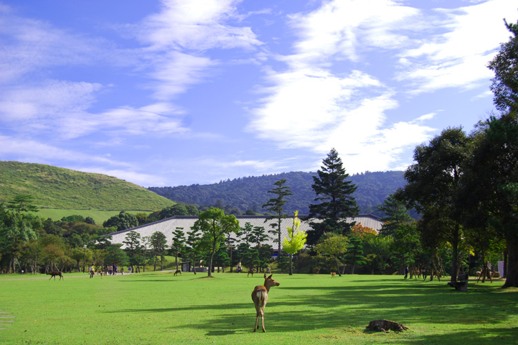 奈良公園から見る若草山と春日山