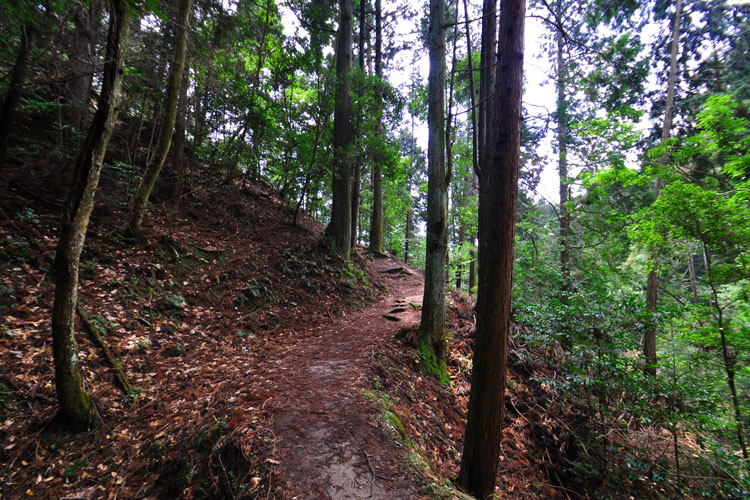 春日山原始林