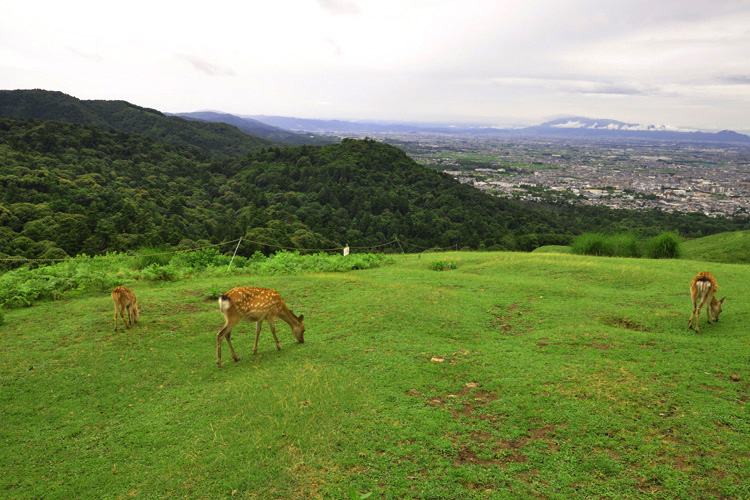 若草山から見る春日山