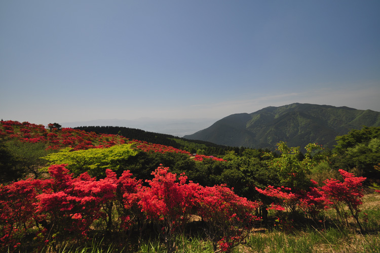 葛城山・霧島つつじ