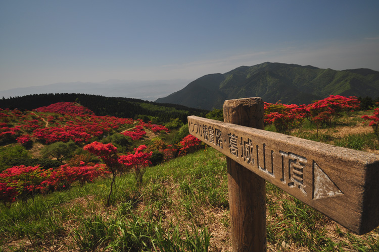 葛城山・霧島つつじ