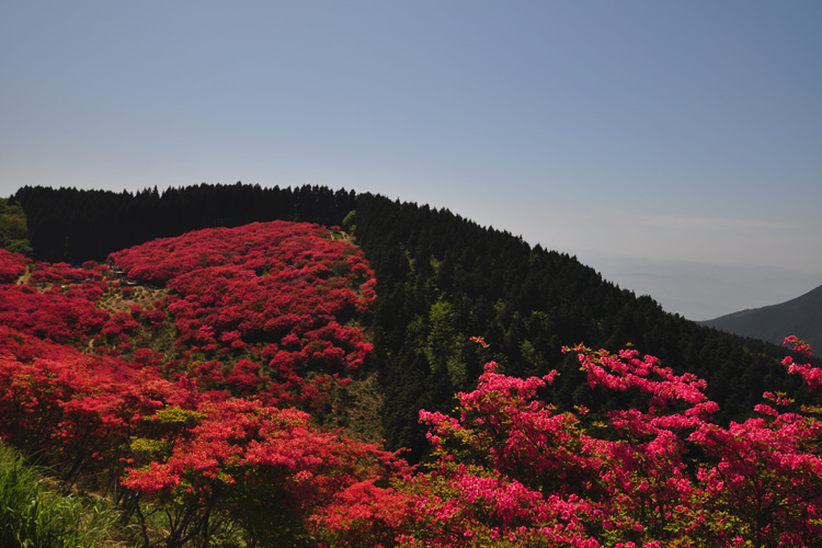 葛城山・霧島つつじ