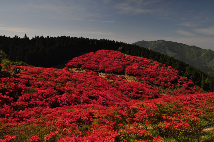 葛城山・霧島つつじ