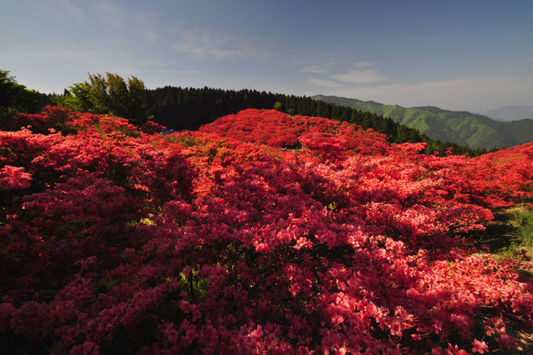 葛城山・霧島つつじ