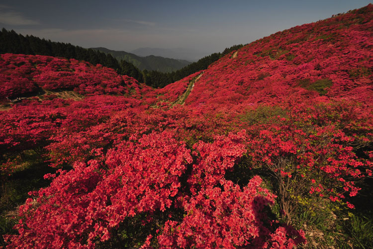 葛城山・霧島つつじ