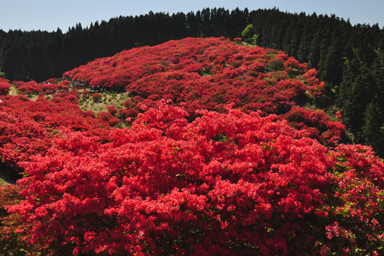 葛城山・霧島つつじ