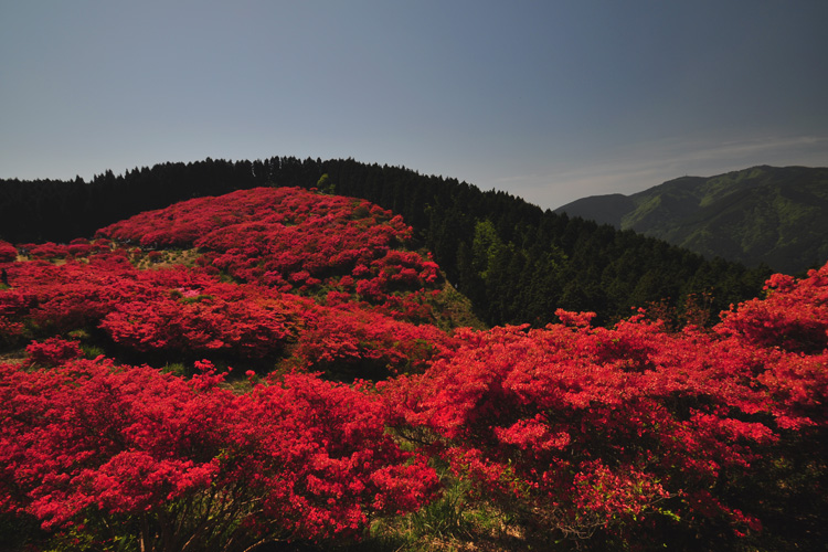 葛城山・霧島つつじ