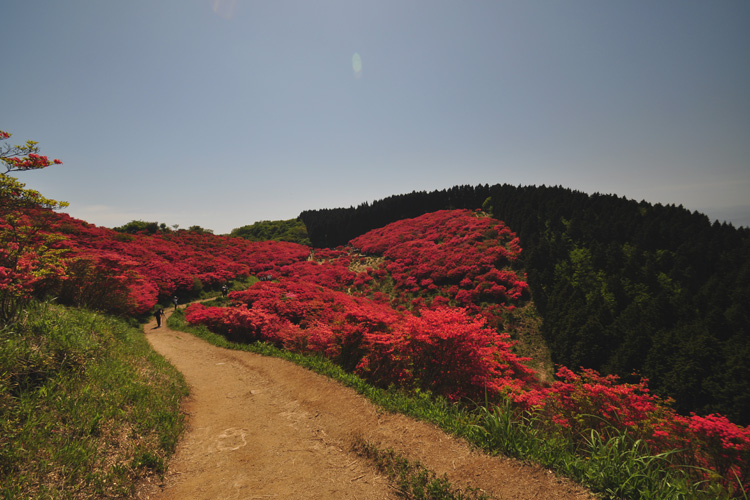 葛城山・霧島つつじ