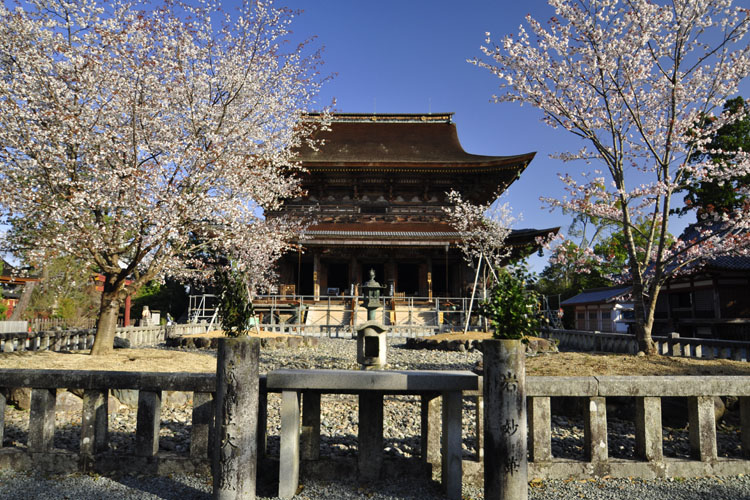 金峯山寺本堂(蔵王堂)・四本桜
