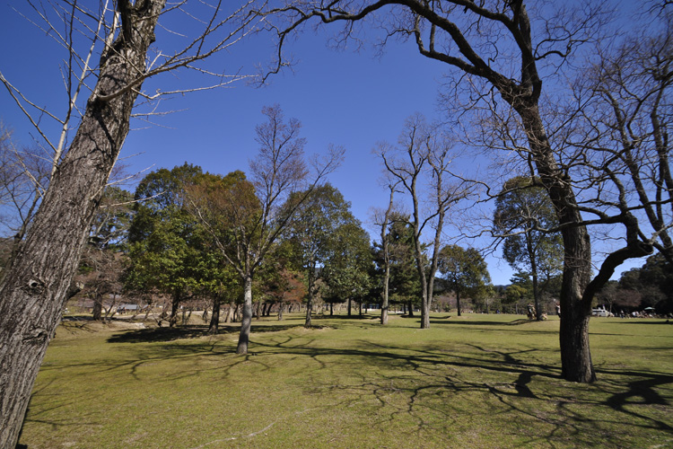 奈良公園