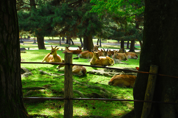 奈良公園と鹿