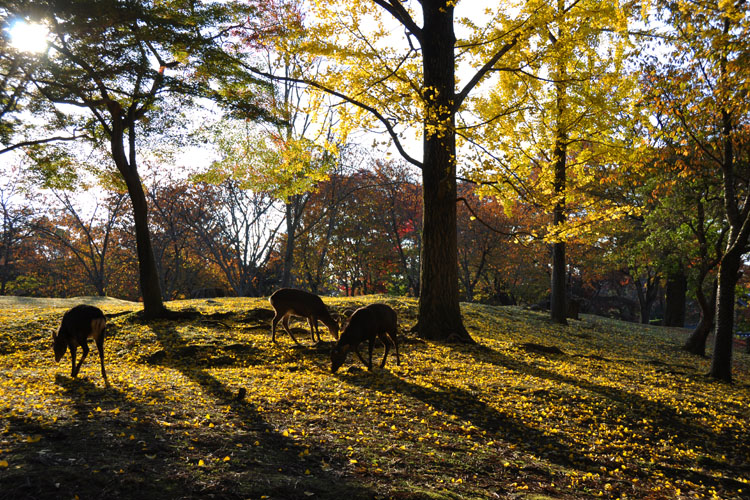 奈良公園と鹿