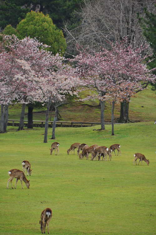 奈良公園と鹿