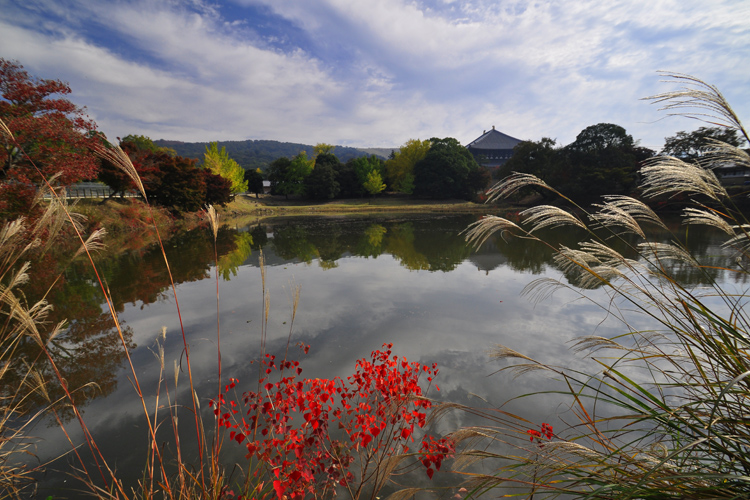 奈良公園・大仏池より