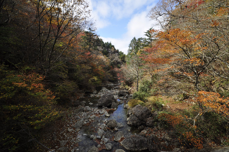 大台ヶ原・シオカラ