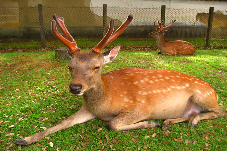 奈良公園・鹿