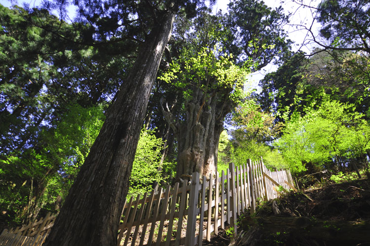 玉置神社参道・神代杉