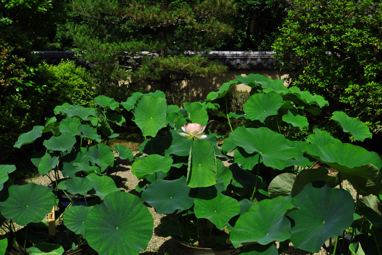 唐招提寺境内・本坊前の蓮