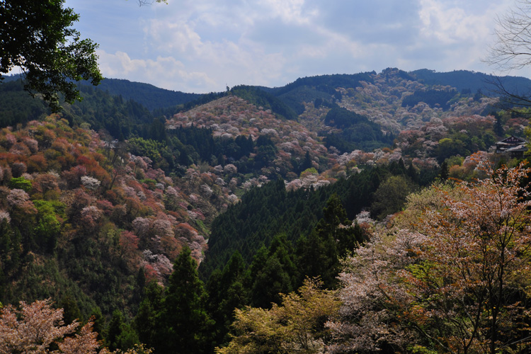 吉野山・吉水神社からの一目千本