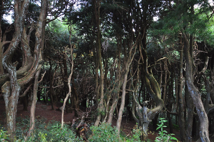 吉野山・高野槙の群落