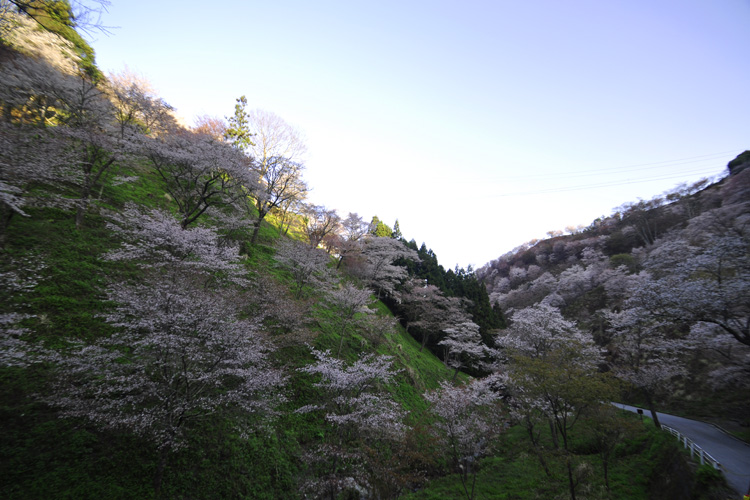 吉野山・下千本