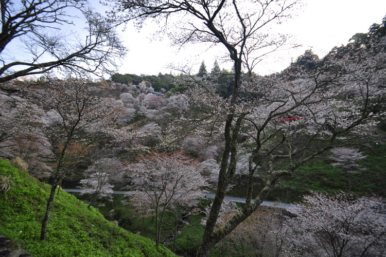 吉野山・下千本