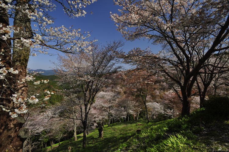 吉野山・中千本