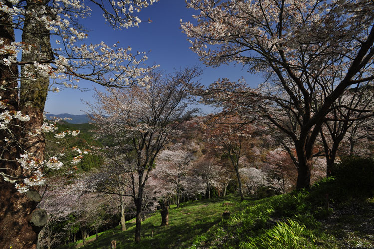 吉野山・中千本