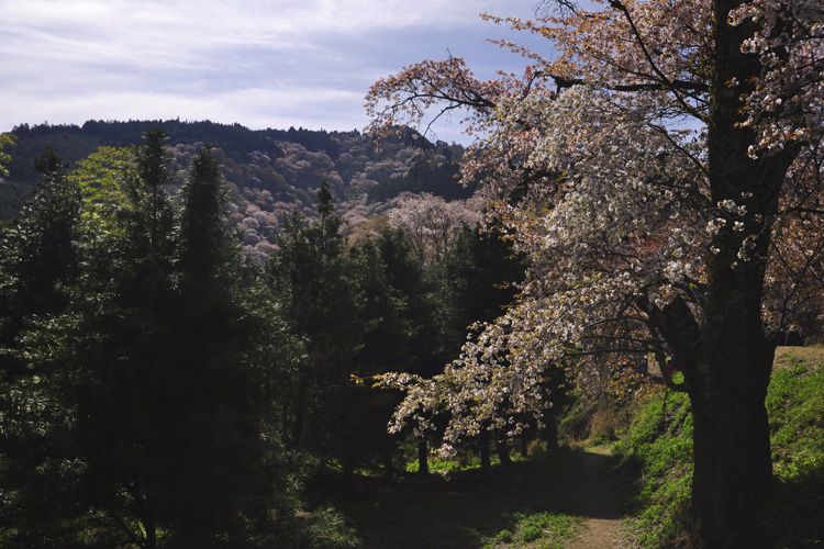 吉野山・中千本