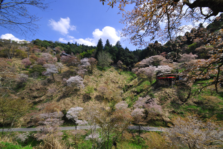 吉野山