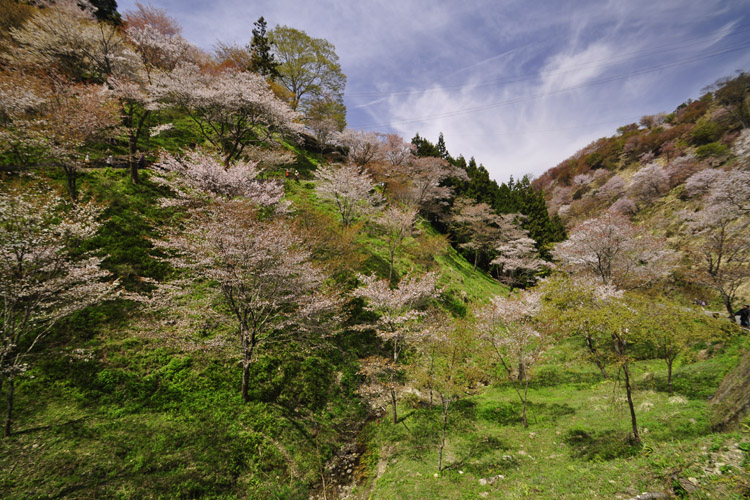 吉野山・下千本