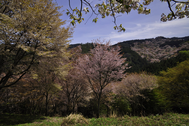 吉野山・中千本