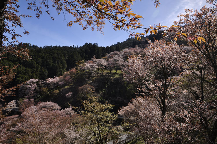 吉野山・中千本